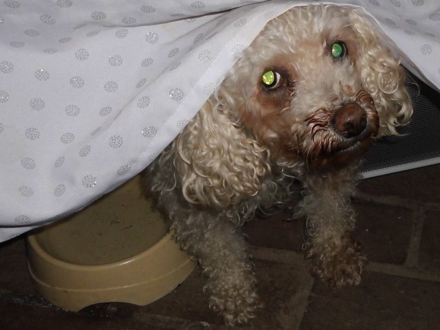 Willi ist besorgt, weil wir seine Leberwurstkekse verkaufen