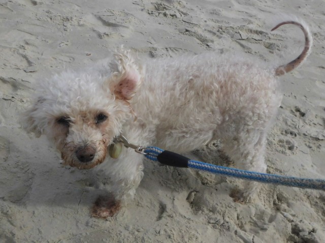 Willi genie&szlig;t seinen Urlaub auf Langeoog