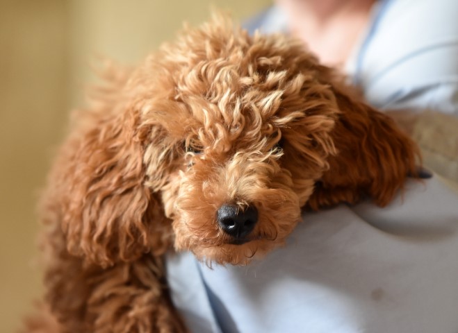 Kleiner m&uuml;der Kalle