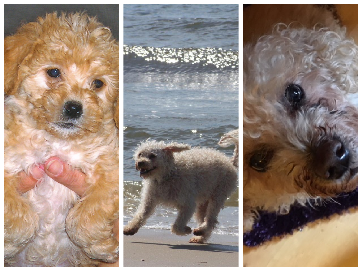 Unser geliebter Willi - ein gl&uuml;ckliches Hundeleben ist zu Ende